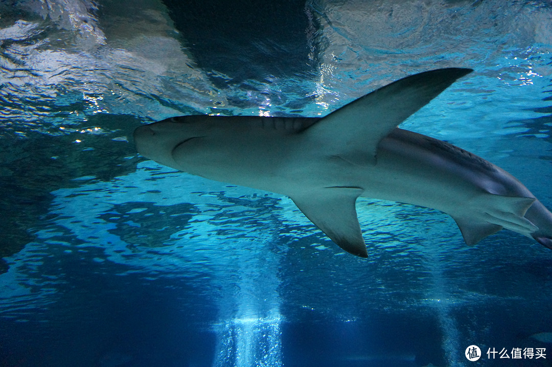 Day 3: 三星体验馆，COEX水族馆