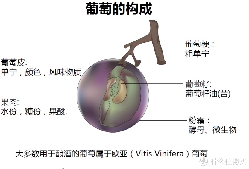 葡萄酒基础知识，从葡萄品种开始讲解。