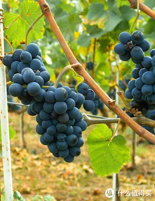 葡萄酒基础知识，从葡萄品种开始讲解。