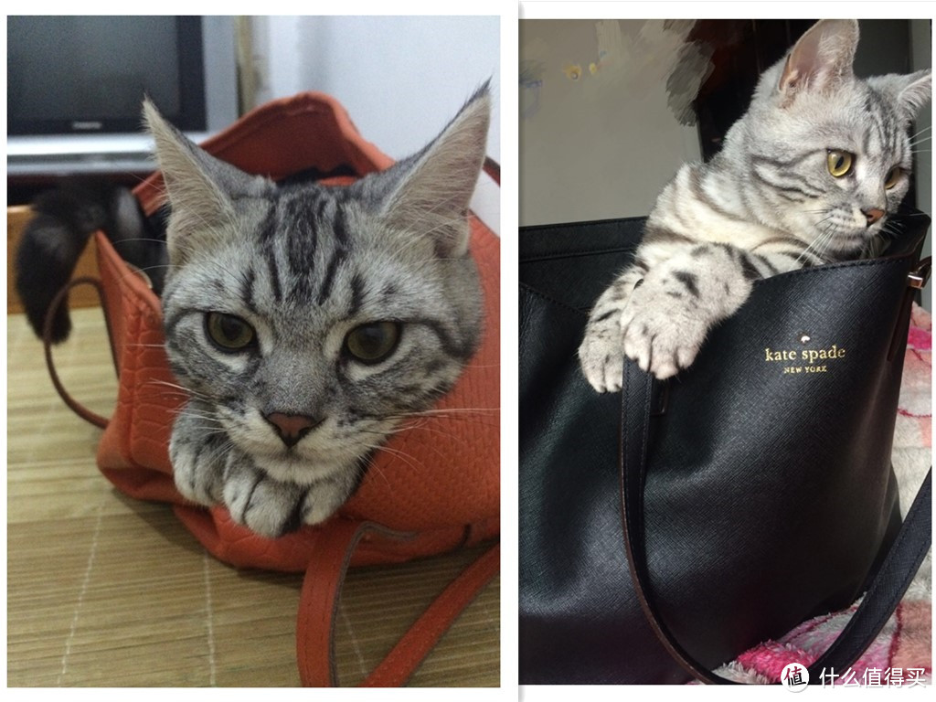 #一周热征#宠物#吃多吃少吃什么？猫猫吃好很重要：猫粮选购&喂养经验