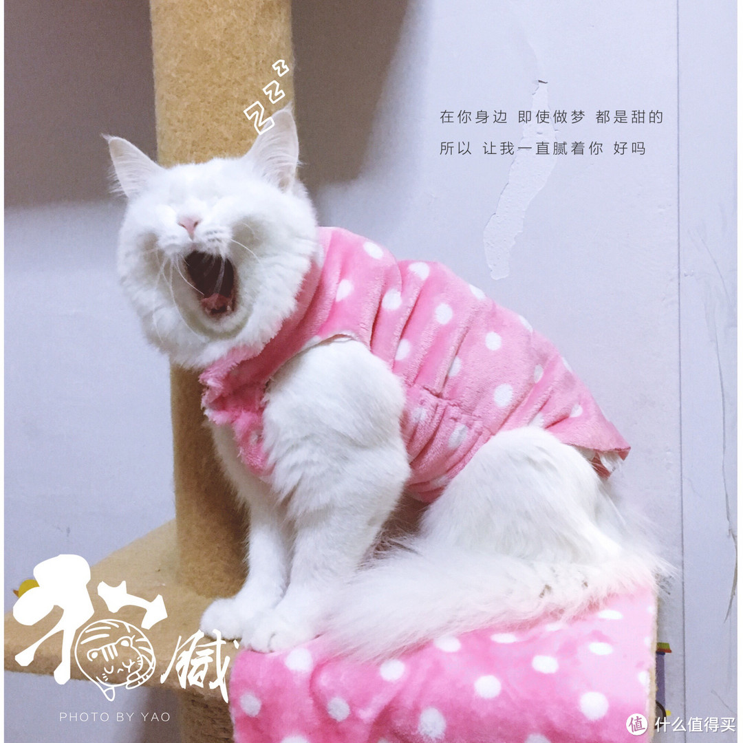 #一周热征#宠物#吃多吃少吃什么？猫猫吃好很重要：猫粮选购&喂养经验