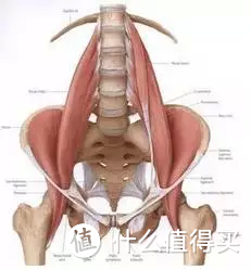 X型腿、身高变矮、下背痛可能跟它有关