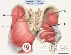 X型腿、身高变矮、下背痛可能跟它有关