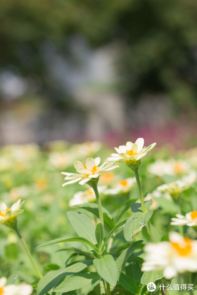 一支大光圈的变焦镜头——SIGMA 适马18-35mm F1.8 DC HSM 标准变焦镜头