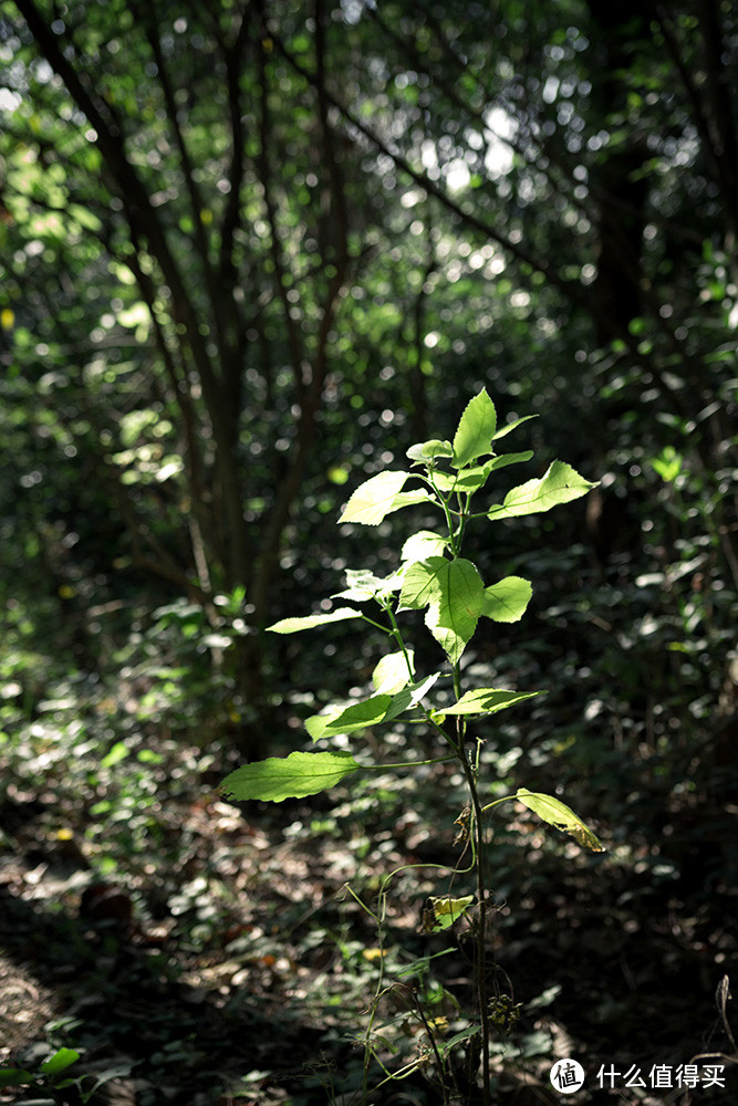 一支大光圈的变焦镜头——SIGMA 适马18-35mm F1.8 DC HSM 标准变焦镜头