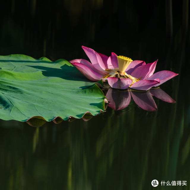 荷姿绰约正当时-我的荷花摄影手札