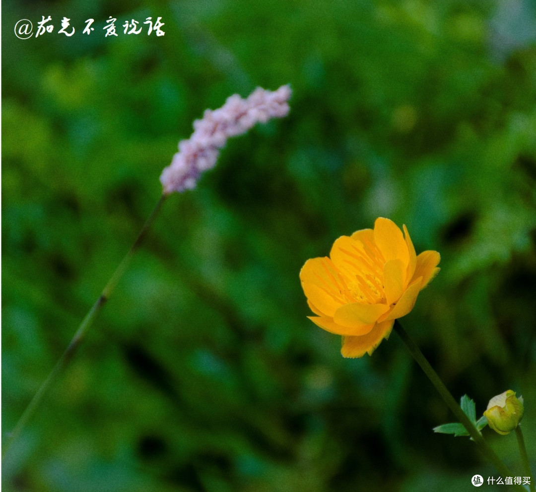 海坨山的金莲花 海坨山的金莲花