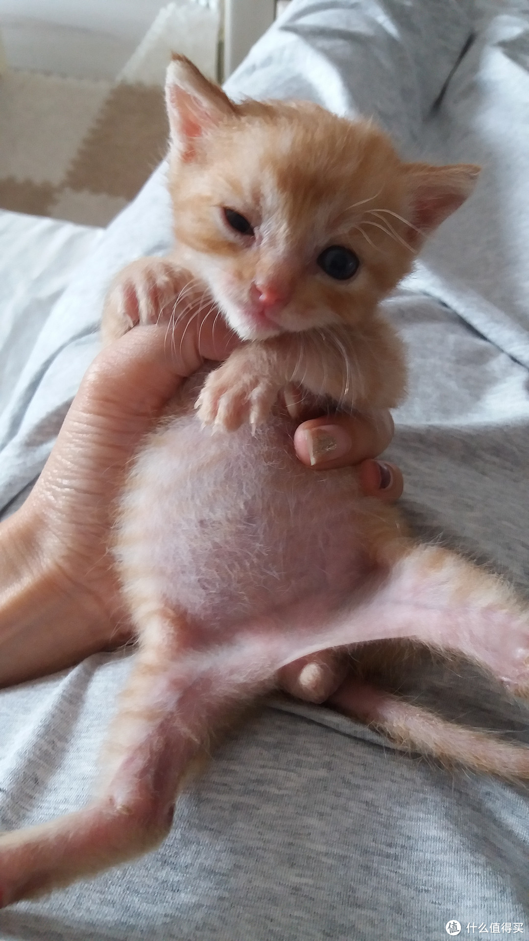 #一周热征#宠物# 捏一捏花生米——个人救助史上年龄最小的奶猫
