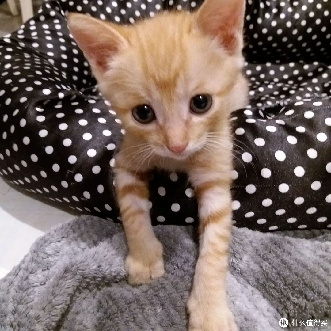 #一周热征#宠物# 捏一捏花生米——个人救助史上年龄最小的奶猫