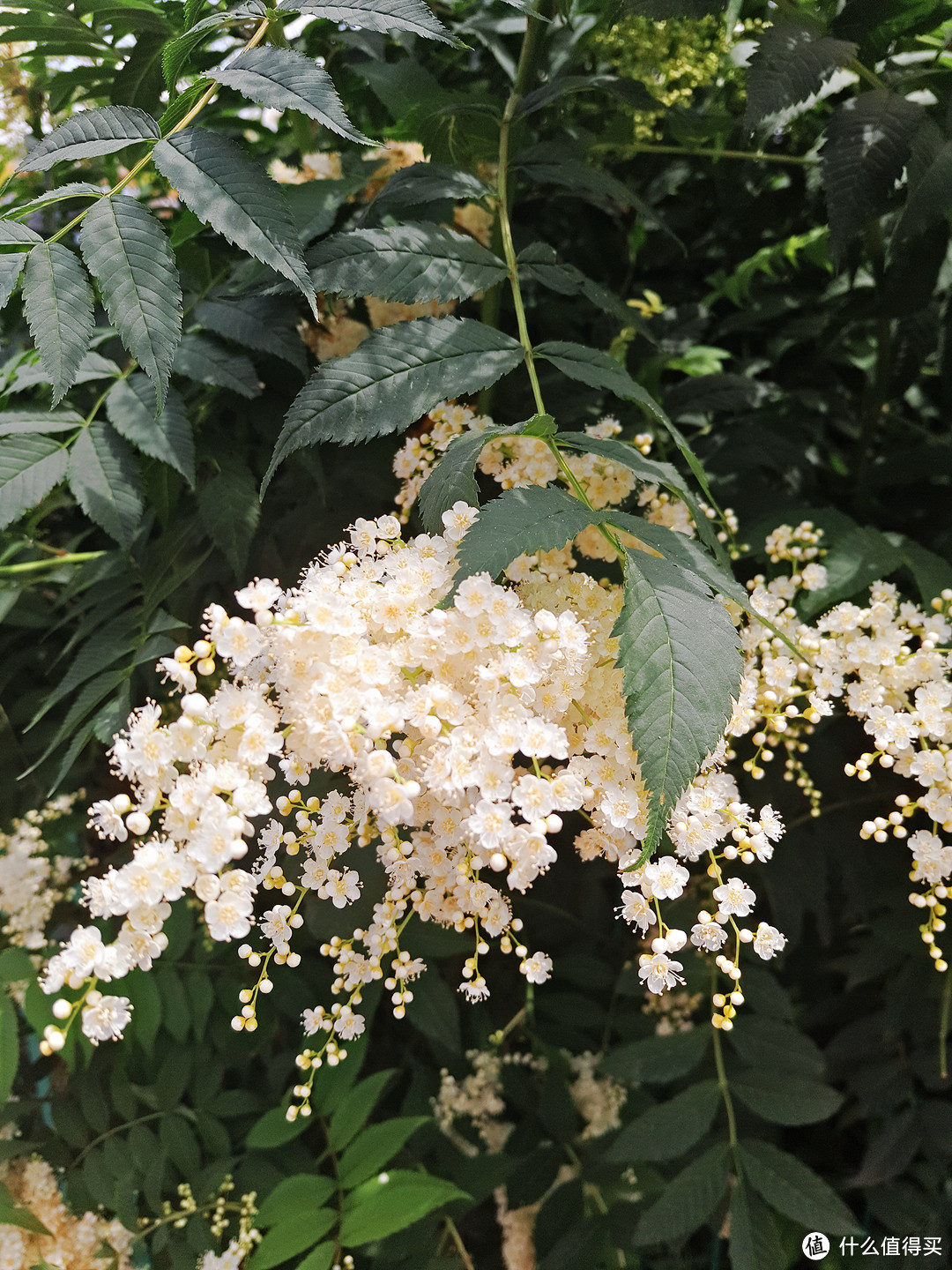 格桑花开，漫游甘南