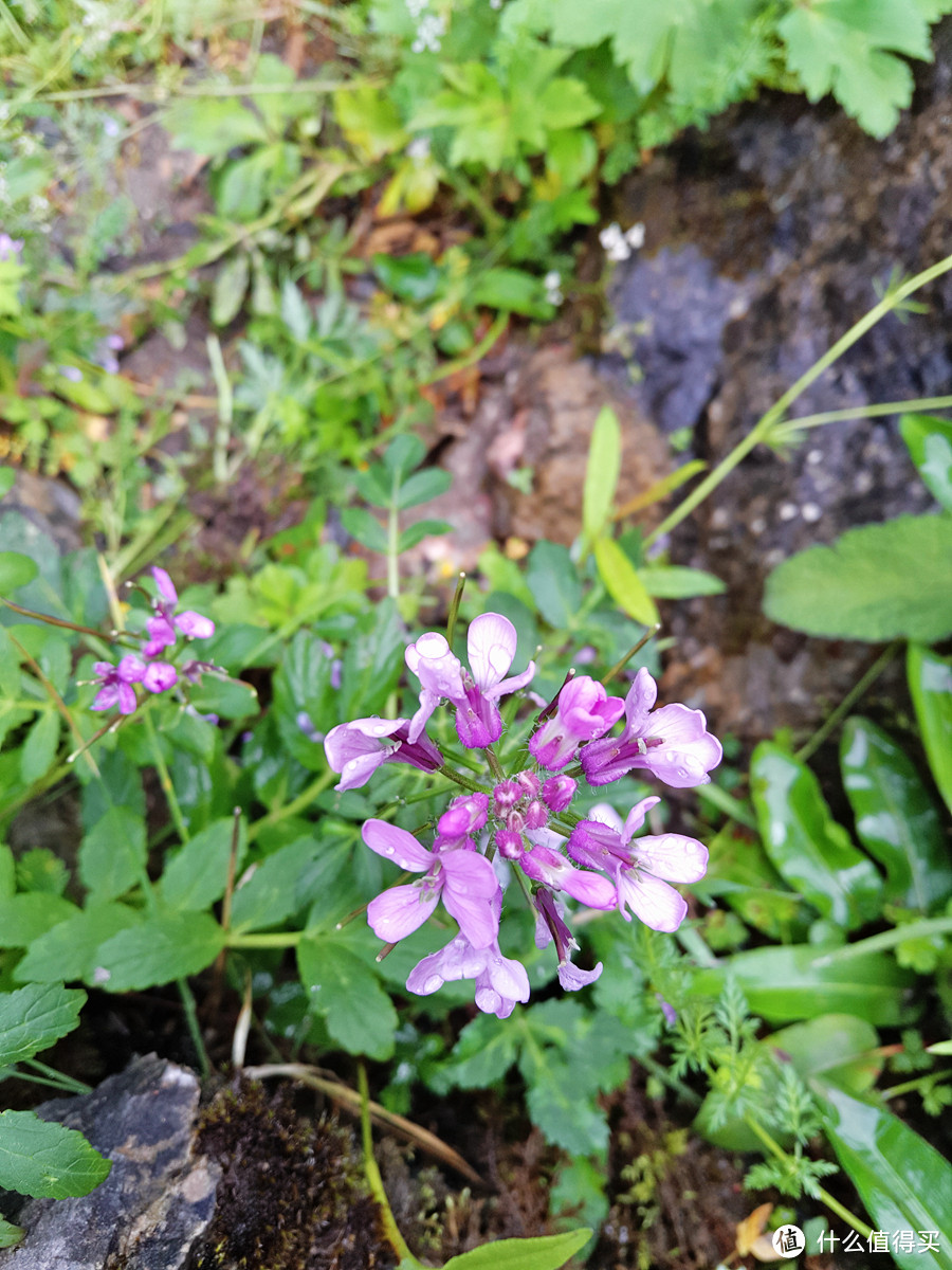 格桑花开，漫游甘南