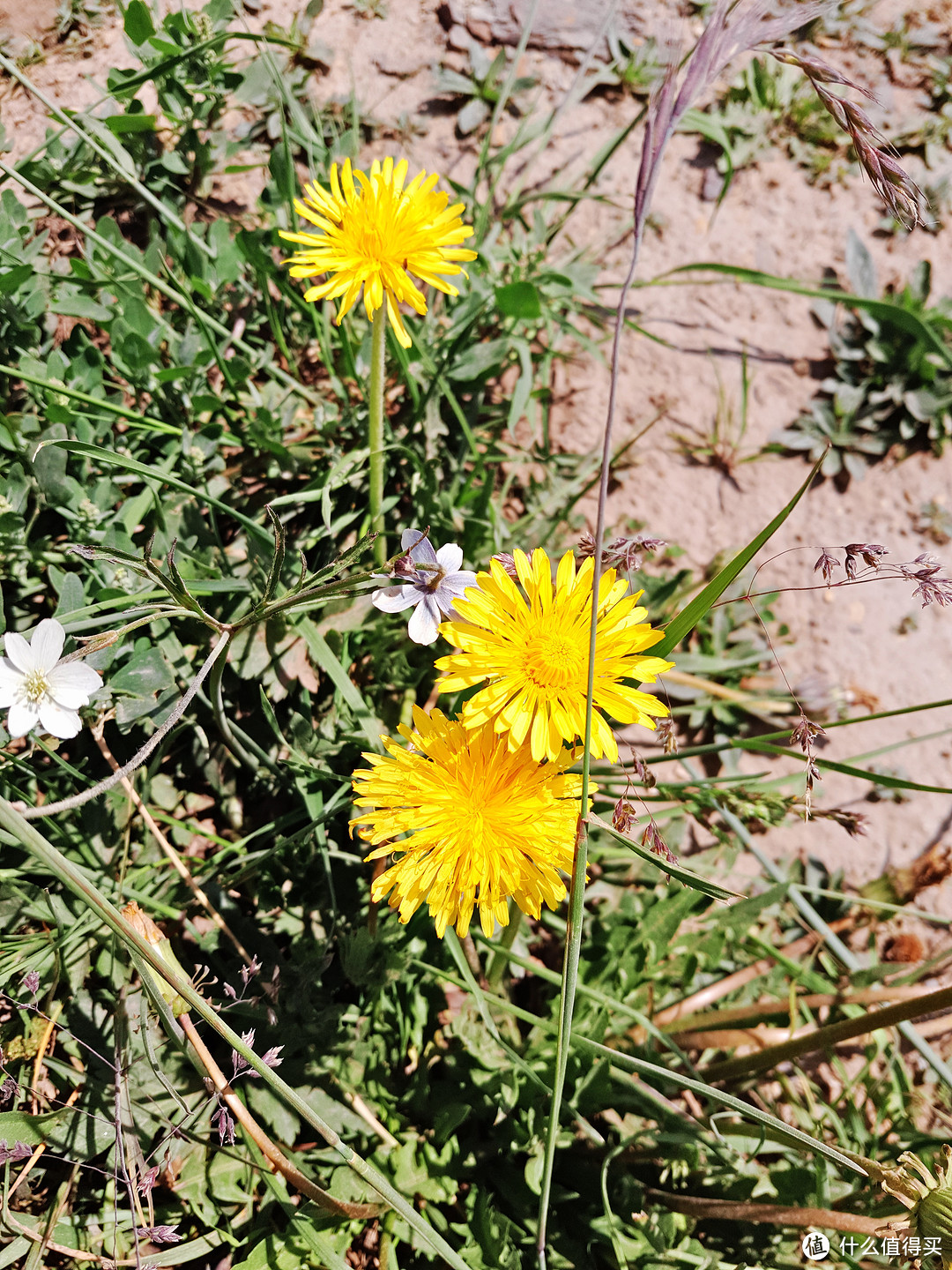 格桑花开，漫游甘南