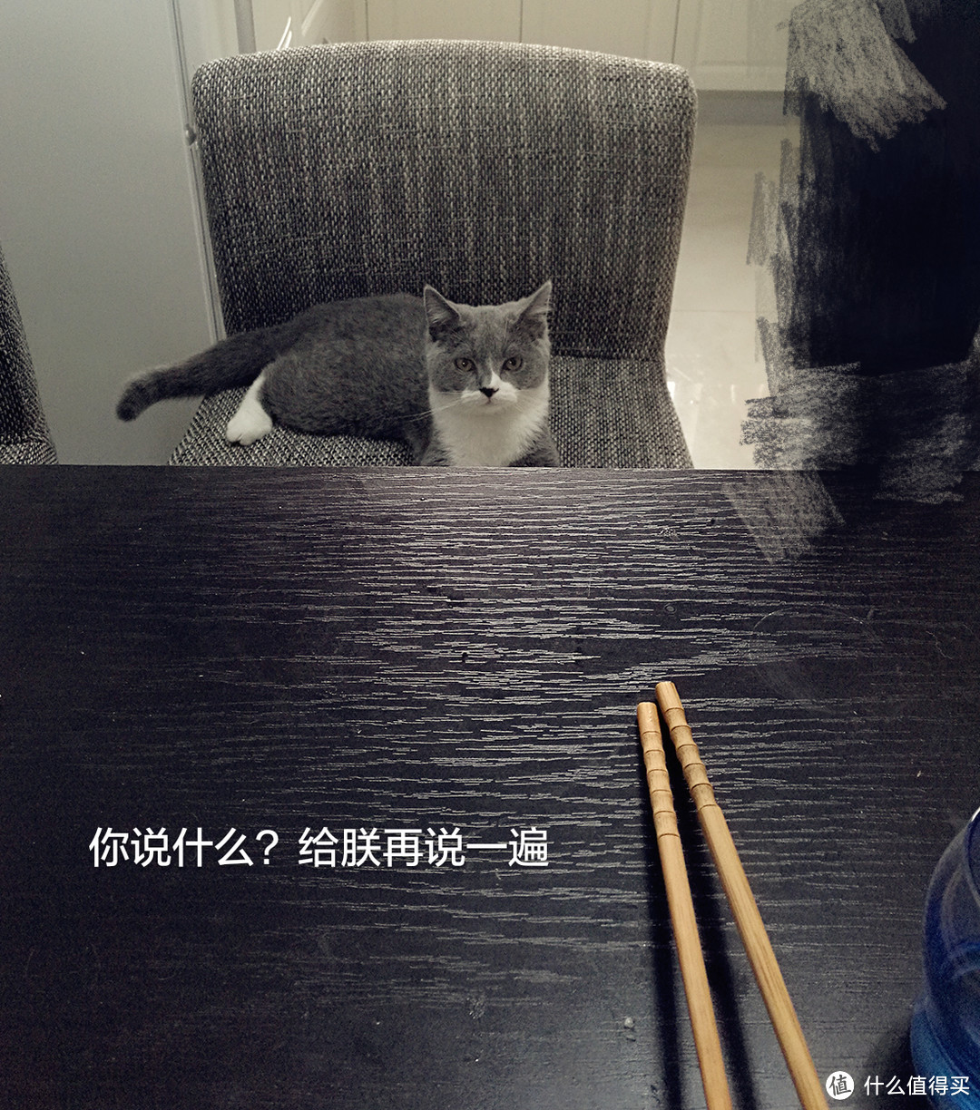 #一周热征#宠物# 呆萌汪VS高冷喵：猫狗铲屎官的日常