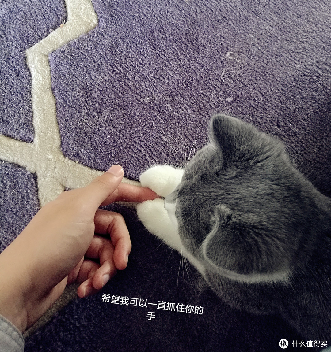 #一周热征#宠物# 呆萌汪VS高冷喵：猫狗铲屎官的日常