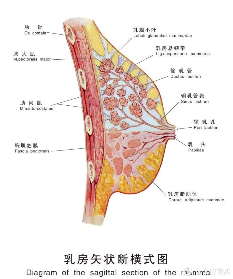 #一周热征#内衣# 女士运动内衣选购攻略 & 多图真人秀