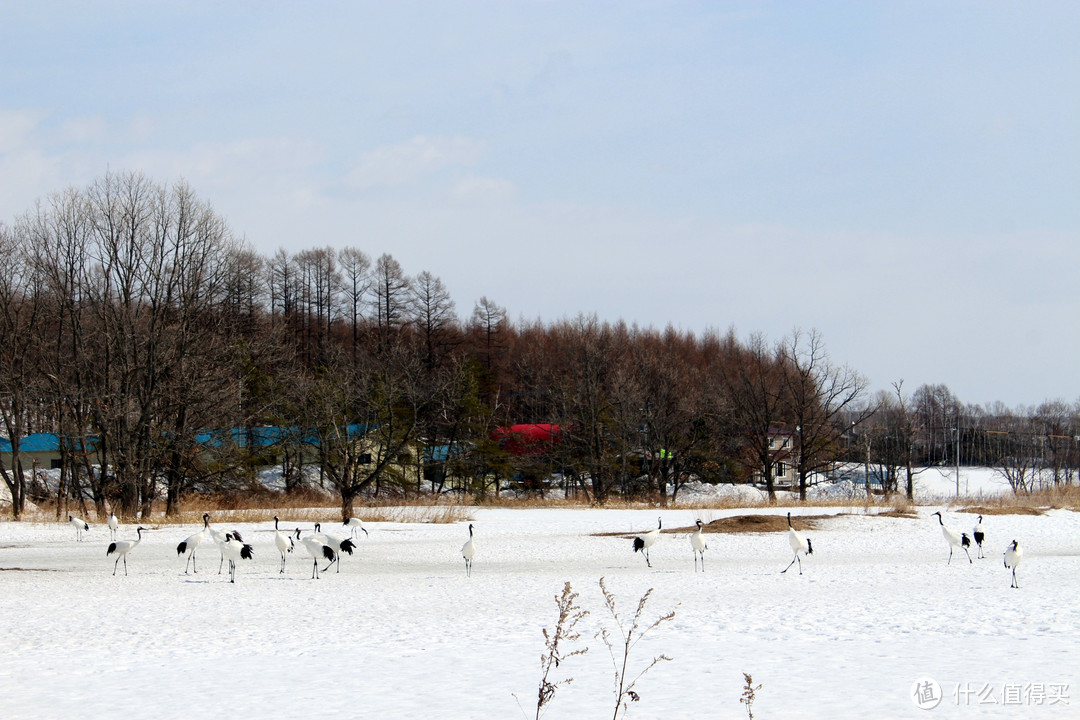 跟着非诚勿扰的足迹在北海道看雪