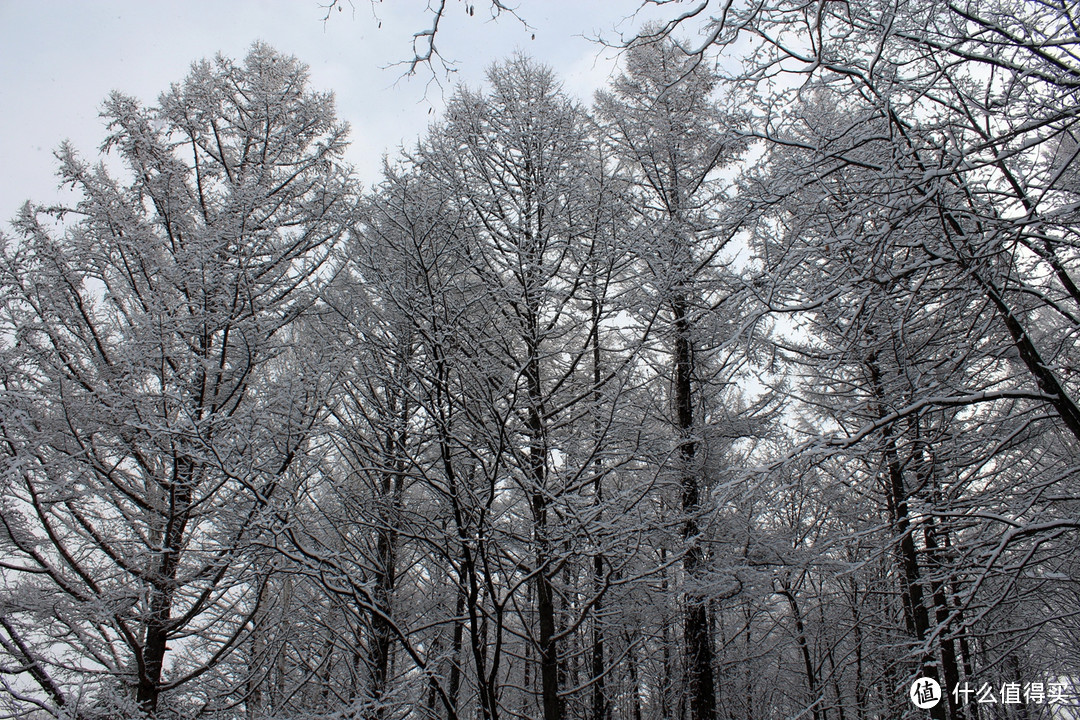 生活不只眼前的苟且，还有那木屋和白雪