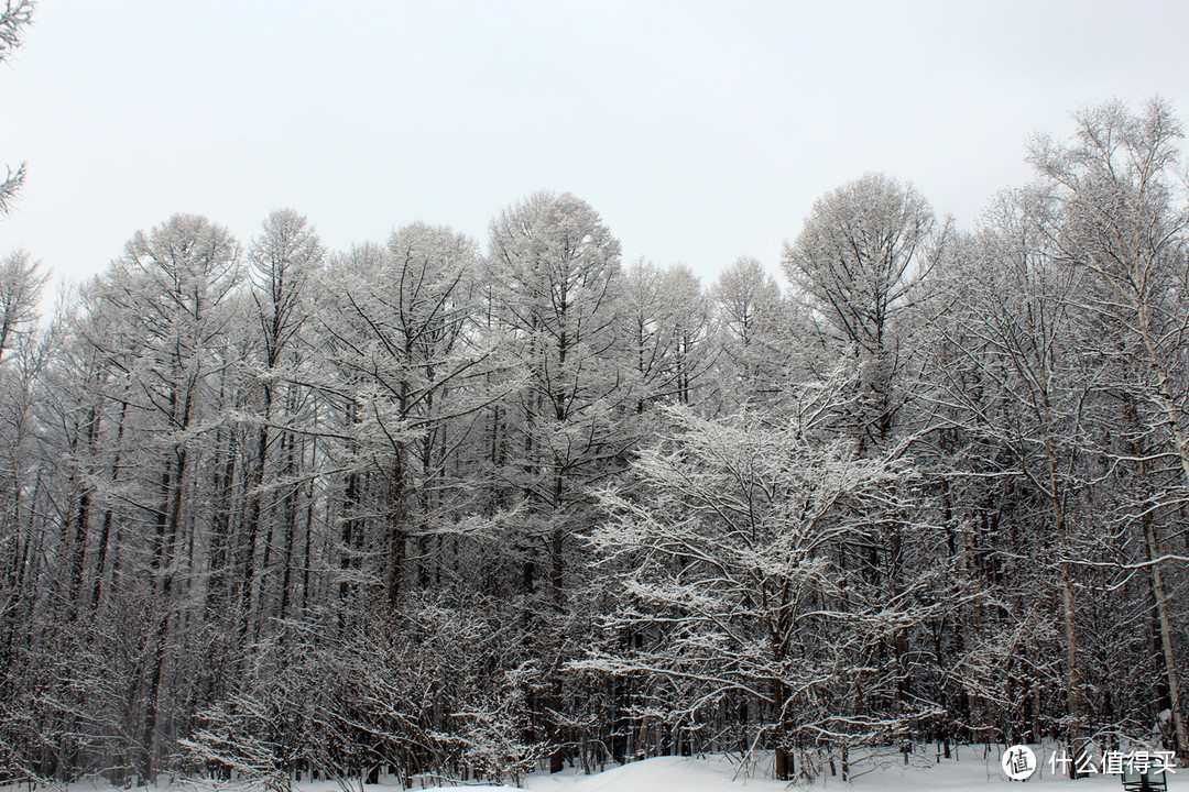 生活不只眼前的苟且，还有那木屋和白雪