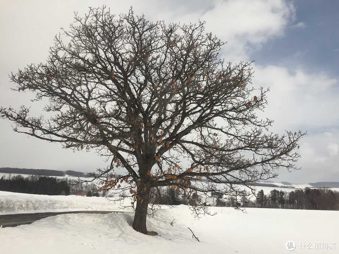 生活不只眼前的苟且，还有那木屋和白雪