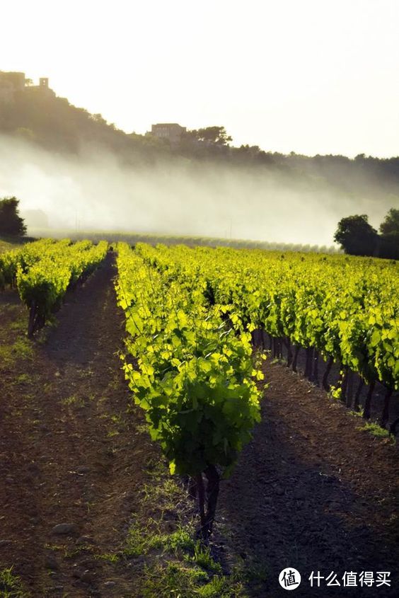 入门法国葡萄酒选购攻略 | 法国葡萄酒产地 & 品牌推荐_什么值得买