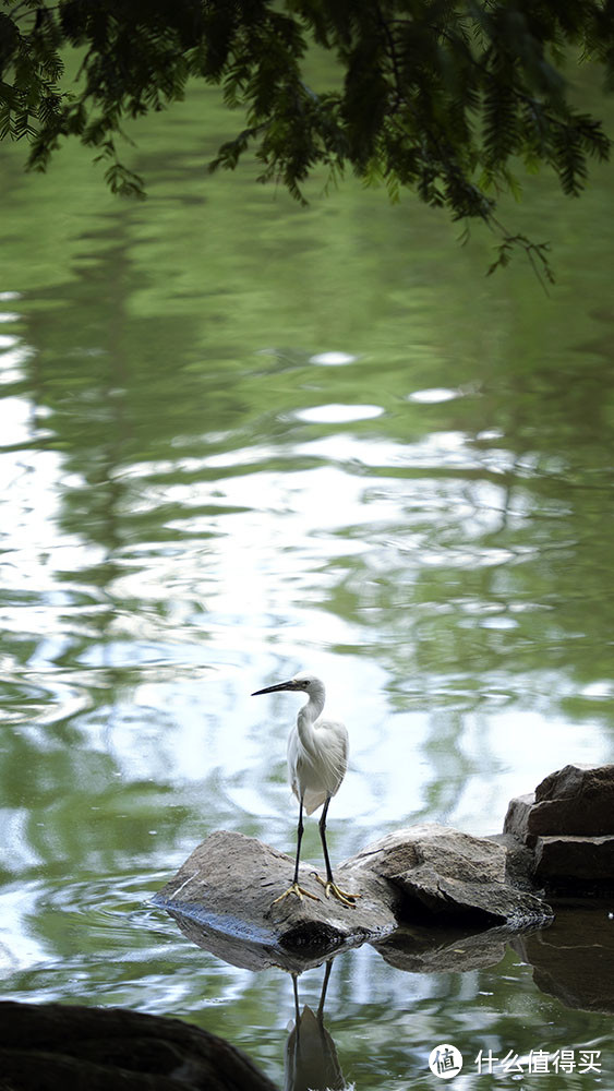 套头的焦段，非套头的品质，纯主观胡扯 FUJIFILM 富士 XF 55-200mm 镜头的使用感受