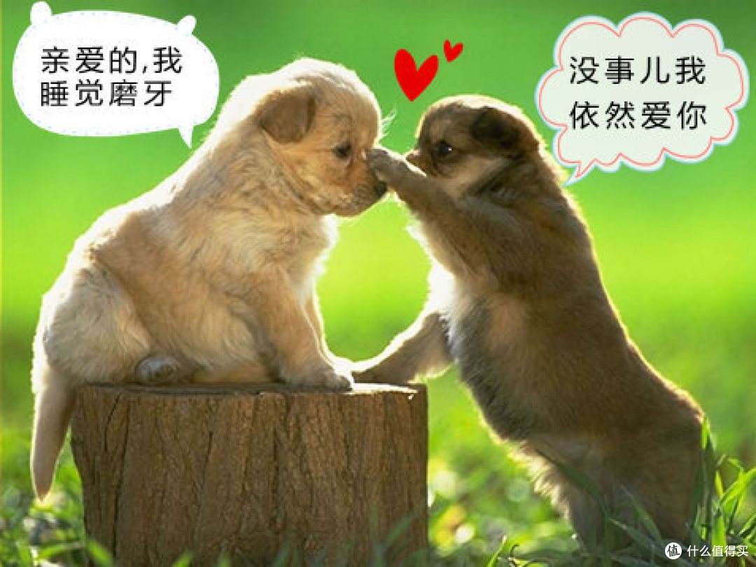 我与磨牙作斗争的故事