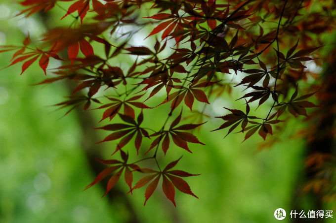 万能模式——Provia
