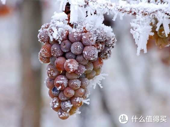 吃月饼的时候喝什么酒？推荐全家人都会喜欢的赏月酒