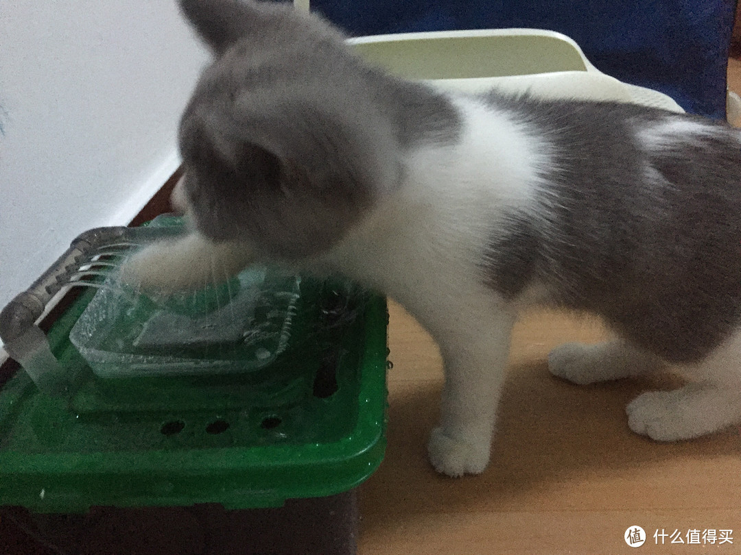 为了主子也是蛮拼——DIY 猫咪 循环过滤饮水器