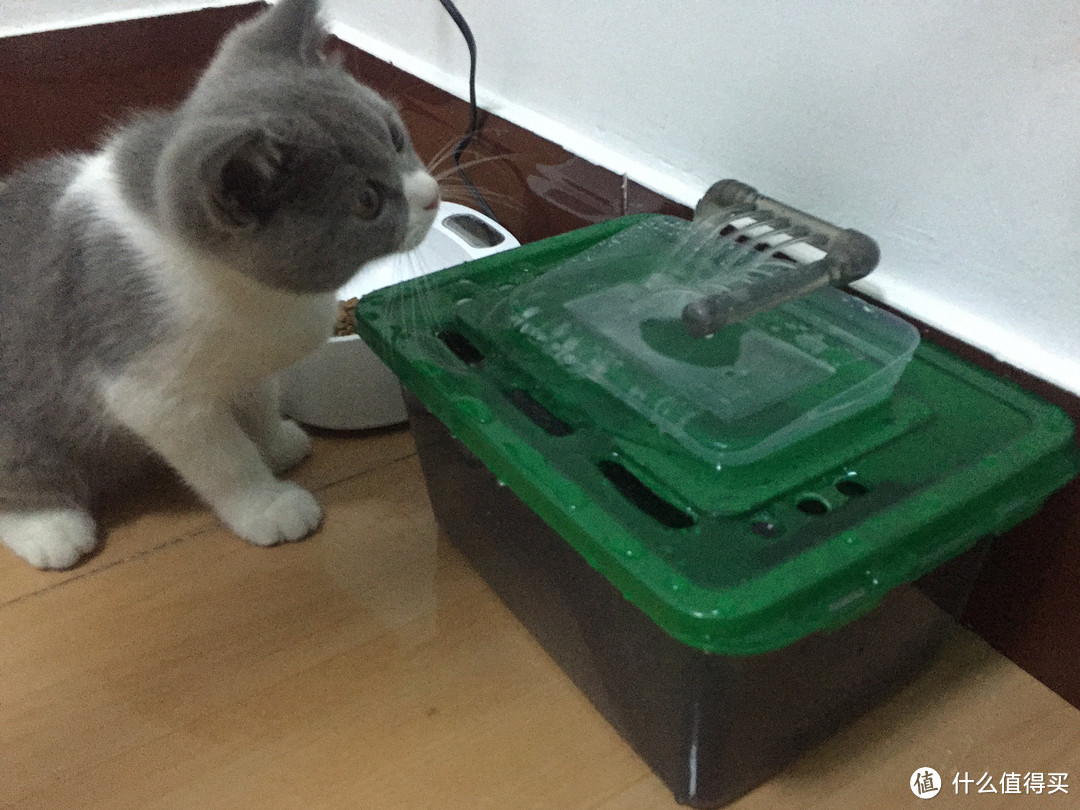 为了主子也是蛮拼——DIY 猫咪 循环过滤饮水器