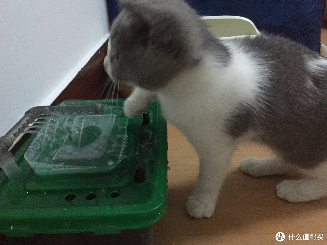 为了主子也是蛮拼——DIY 猫咪 循环过滤饮水器