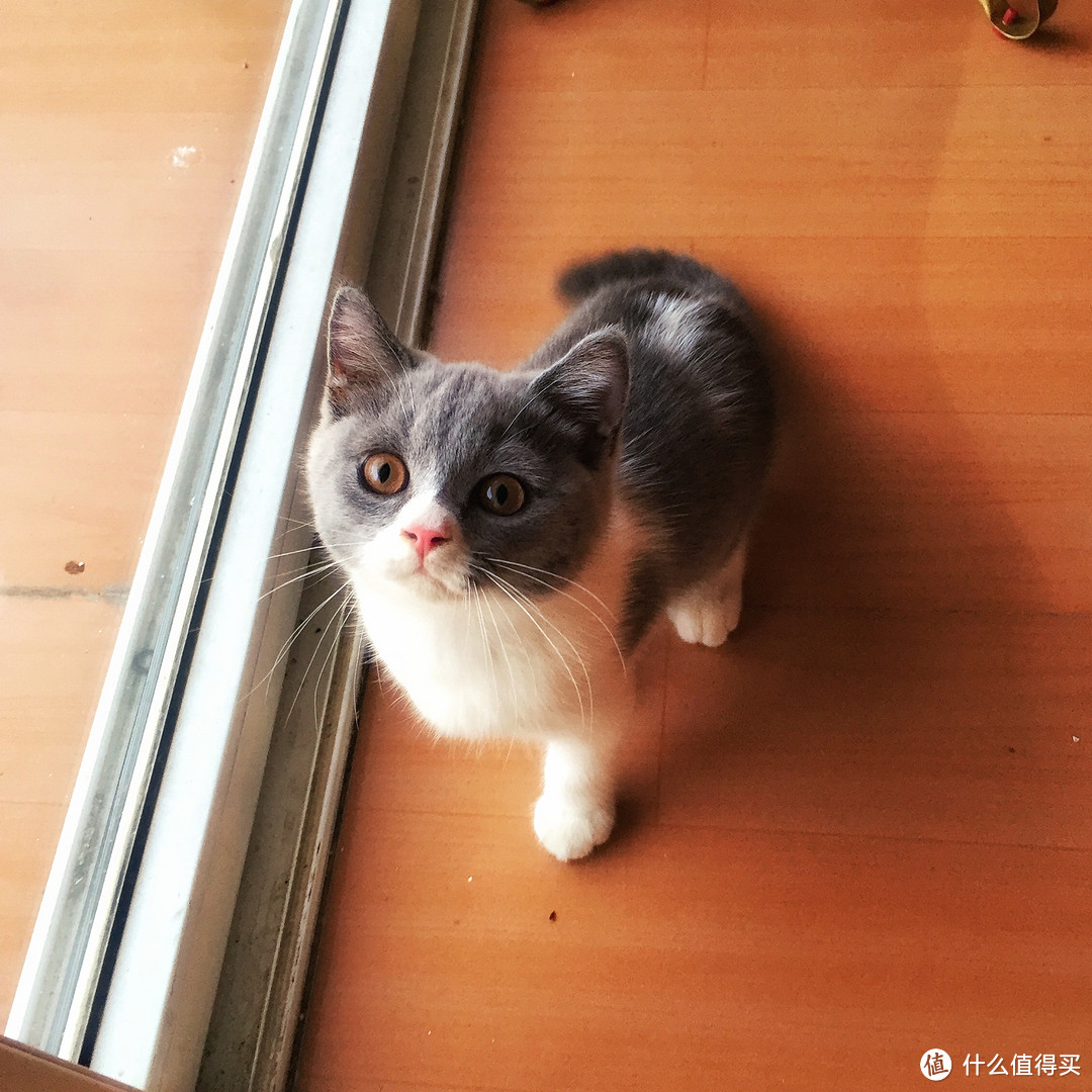 为了主子也是蛮拼——DIY 猫咪 循环过滤饮水器