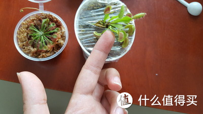 植物国度 — 食虫草