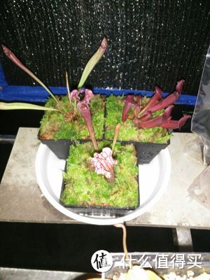 植物国度 — 食虫草