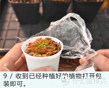 植物国度 — 食虫草