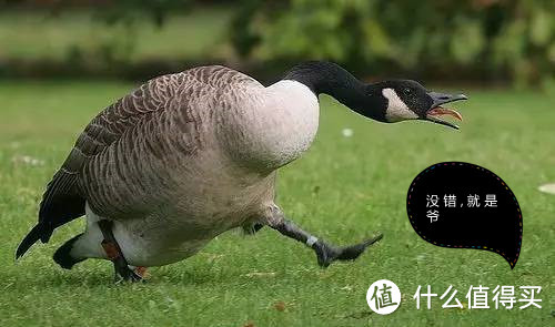 Canada Goose 加拿大鹅 羽绒服 入坑记 及 官方尺码指导