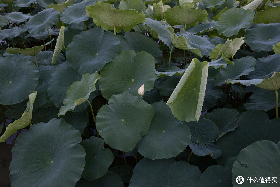 “黑科技”之适马35mm 1.4 定焦镜头 使用感受（内容较长、多图有妹纸）