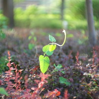 嘉蕊 JARAY CCTV 35MM F1.7 微单镜头使用总结(焦锐奶化|焦距光圈|对焦|价格|虚化)
