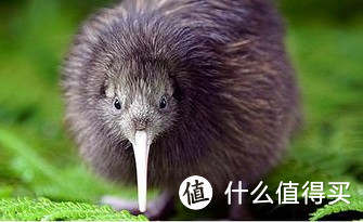 奥克兰篇——体验KIWI Discovery 的本土风情、Net Pharmacy的健康理念和Pharmacy Direct的热情服务