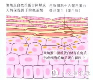 丝聚蛋白分解为氨基酸（NMF）的示意图。粉色角质细胞间的黄色物质