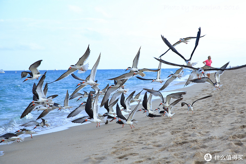 #自驾享自由#新年之旅Key West：美国大陆最南端