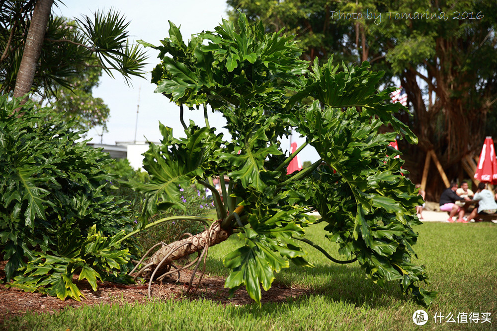 #自驾享自由#新年之旅Key West：美国大陆最南端