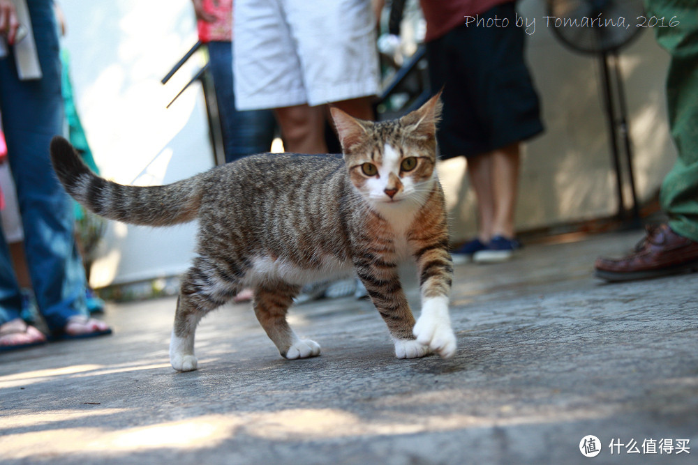 #自驾享自由#新年之旅Key West：美国大陆最南端