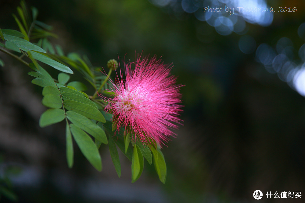 #自驾享自由#新年之旅Key West：美国大陆最南端