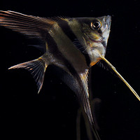我的鱼缸新宠 篇一：哥伦比亚埃及神仙观赏鱼