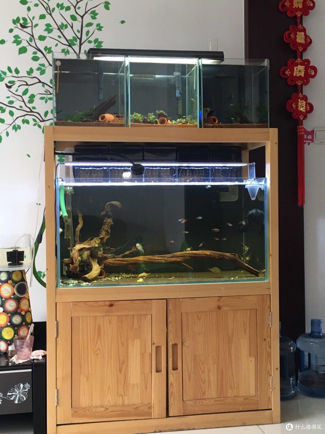 哥伦比亚埃及神仙观赏鱼