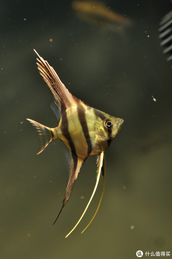 我的鱼缸新宠 篇一:哥伦比亚埃及神仙观赏鱼