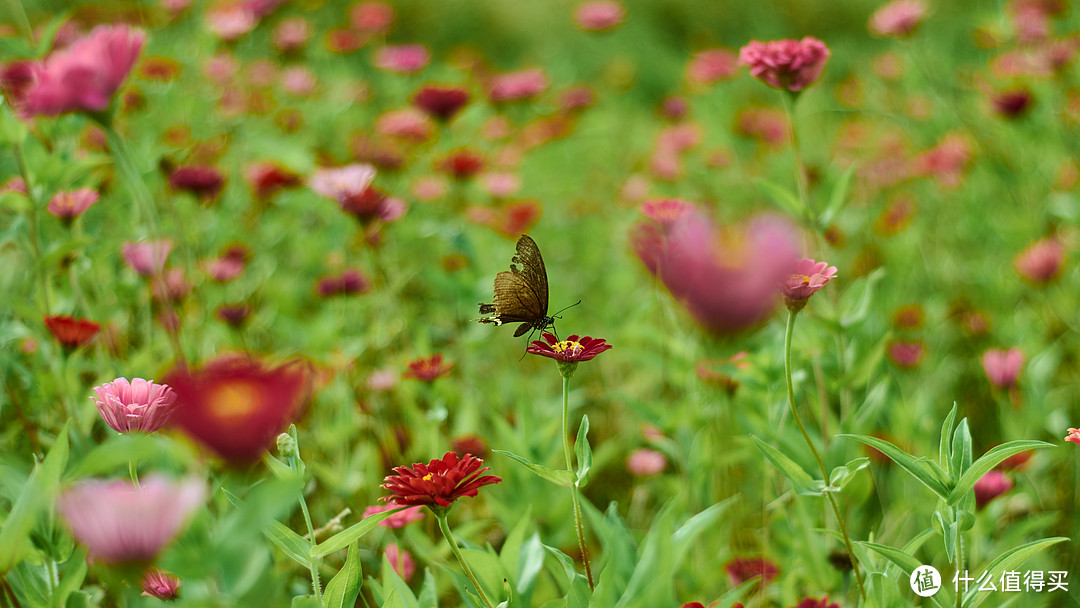 Nikon 尼康 AF 50mm 1.8D 定焦镜头 开箱及使用报告