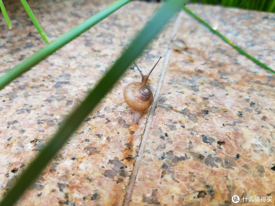还是蜗牛，广角下有种向上攀爬的味道，右下角有只小蚂蚁