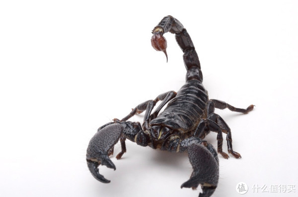 less is more——iwalk 魔蝎8000 自带充电线 移动电源 简评